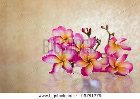 Sweet beautiful fragrant flower frangipani (plumeria)