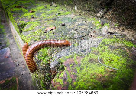 millipede or millepede with old brick and covered moss wall