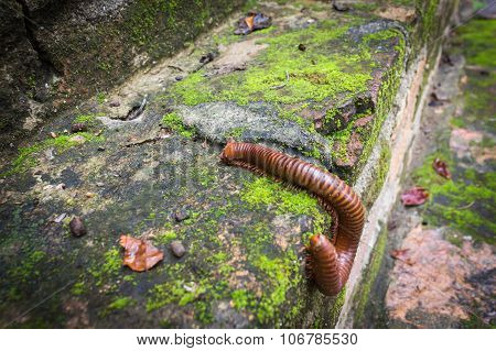 millipede or millepede with old brick and covered moss wall