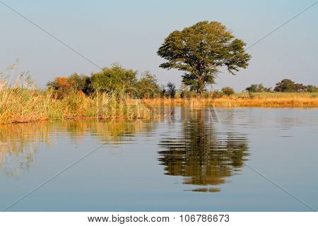 African landscape with an Acacia tree reflected in water, Kwando river, Namibia