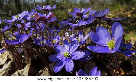 hepatica nobilis