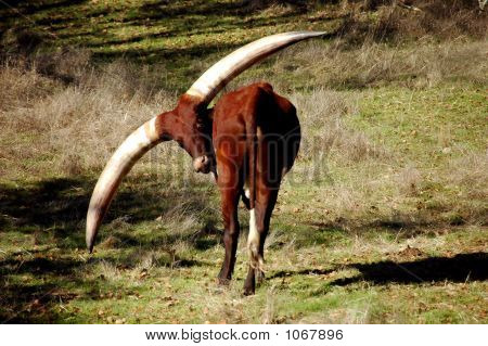 Grote hoorns