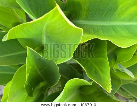 Canna lehdet