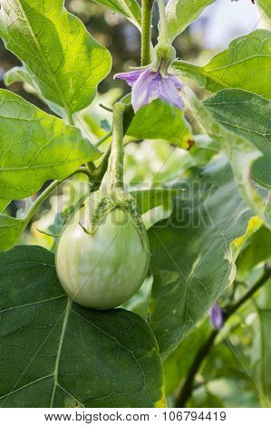 Melongena or eggplant tree