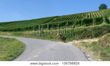 Vineyards In Oltrepo Pavese (italy)
