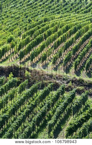 Vineyards In Oltrepo Pavese (italy)