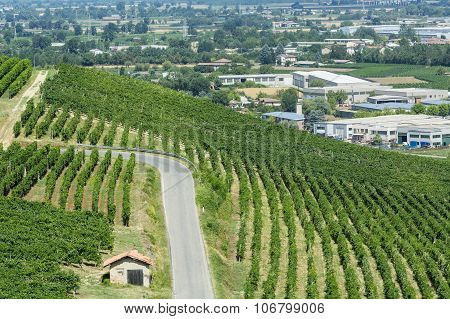 Vineyards In Oltrepo Pavese (italy)