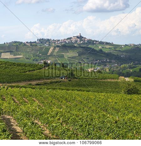 Vineyards In Oltrepo Pavese (italy)