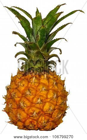 Mini Pineapple on white background