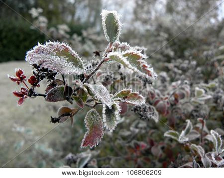 Frost on plants