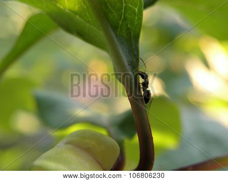 Ant on branch