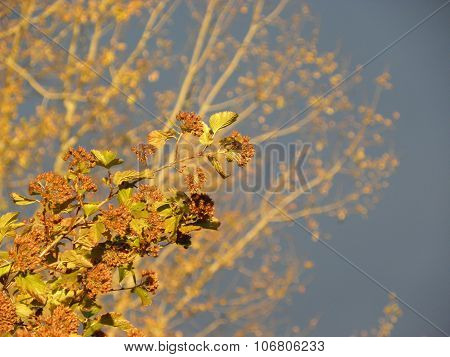 Autumn leaves and blue sky