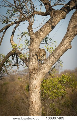 Leopard Climbing Down A Tree