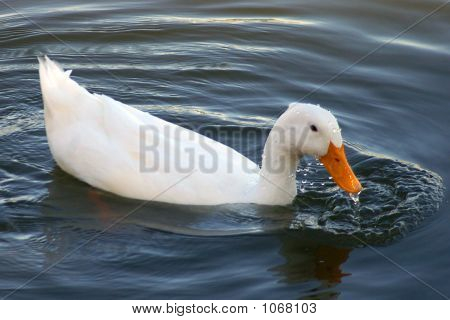 Canard