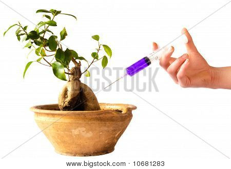 Syringe in bonsai