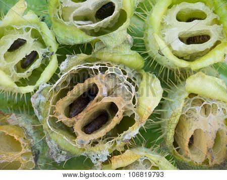 Wild Cucumber Ripe Opened Fruits