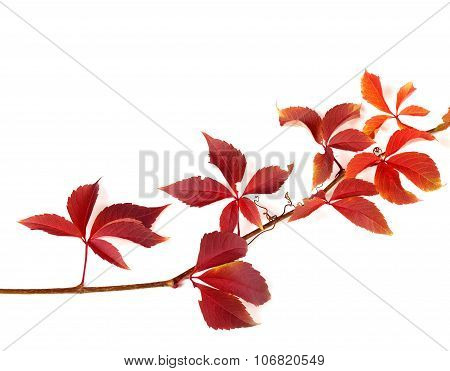 Twig Of Autumnal Red Grapes Leaves