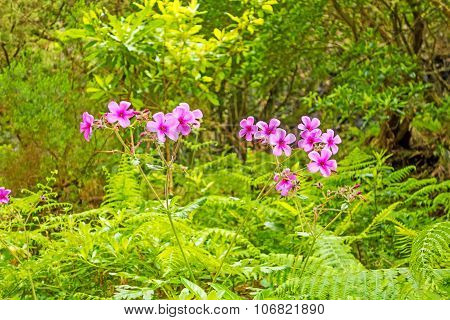 Typical Flowers On Madeira - Tropical Landscape