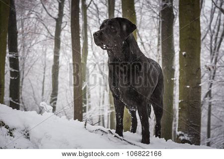 Black dog in the forest
