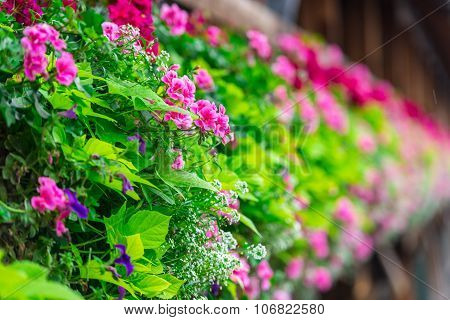 Flowers On The Chapel Bridge In Lucerne