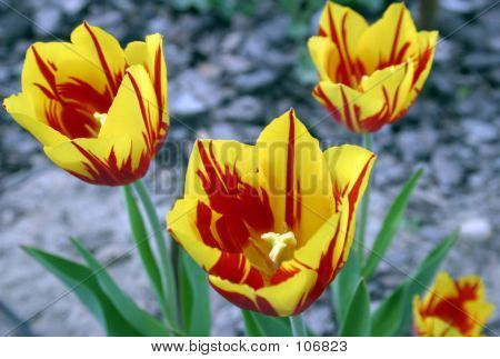 Žluté tulipány červené