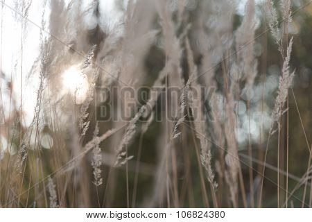 Grass flower with sun light as background