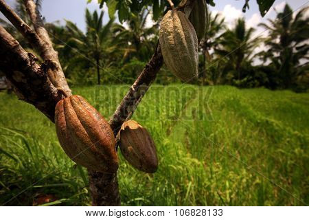 Asia Indonesia Bali Landscape Cacao Cocoa