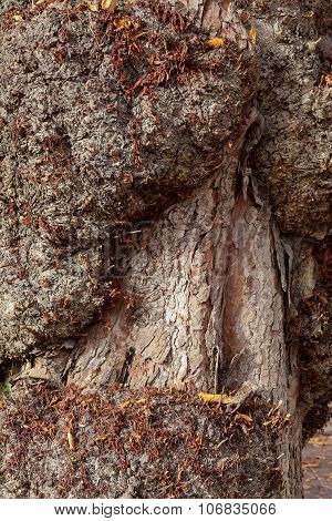 Horse Chestnut Tree With Burrs On Trunk, Oxford, England