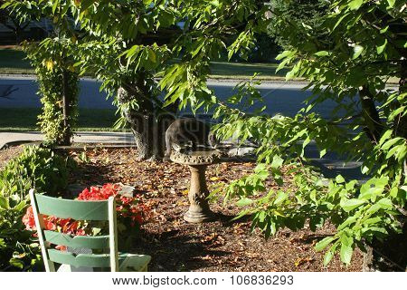 Cat Bird