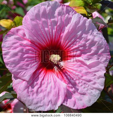 Giant hibiscus
