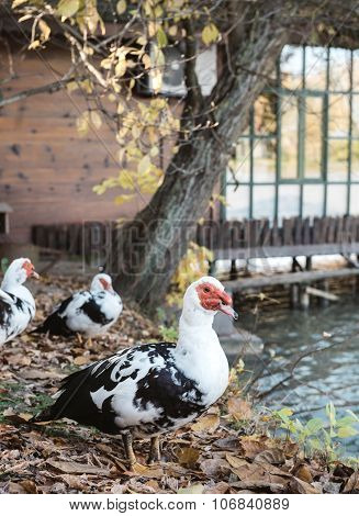 Muscovy Duck