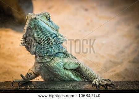 Bearded Dragon lizard