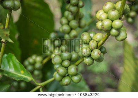 Coffee Beans On Tree In Ranong Province, Thailand