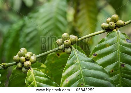 Coffee Beans On Tree In Ranong Province, Thailand