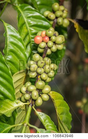 Coffee Beans On Tree In Ranong Province, Thailand