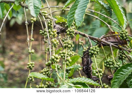 Coffee Beans On Tree In Ranong Province, Thailand