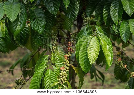 Coffee Beans On Tree In Ranong Province, Thailand