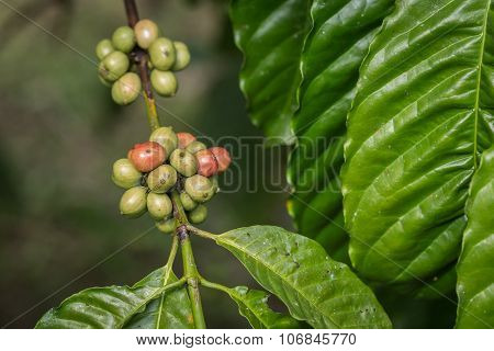 Coffee Beans On Tree In Ranong Province, Thailand