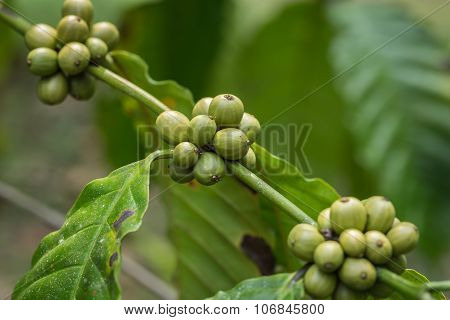 Coffee Beans On Tree In Ranong Province, Thailand