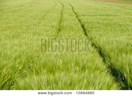 Wheat Field