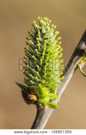 Wild bush aquifolium Willow (Salix acutifolia)