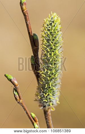 Wild bush aquifolium Willow (Salix acutifolia)