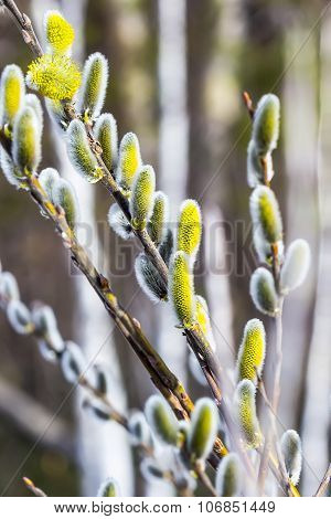 Wild bush goat willow (Salix caprea L.)