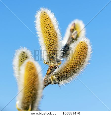 Wild bush goat willow (Salix caprea L.)