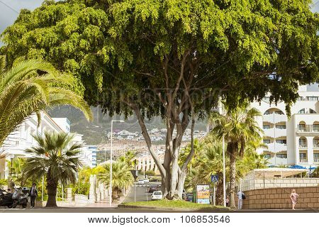 Huge Green Tree In The Flower Bed Among Interchanges With Roundabouts, Costa Adeje, Tenerife, Spain
