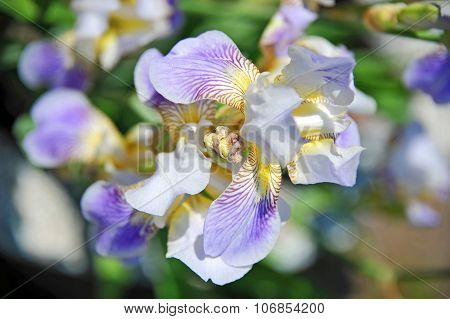 Iris flower