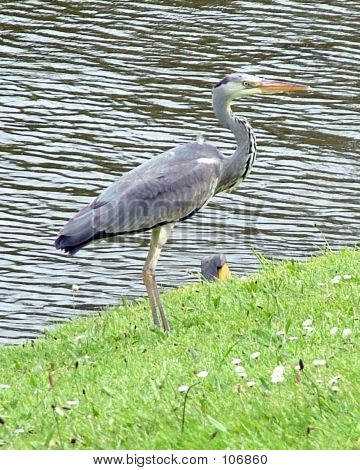 Heron
