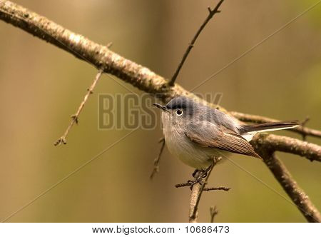 Blue-gray Gnatcatcher