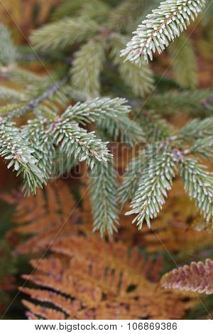 Needles And Ferns
