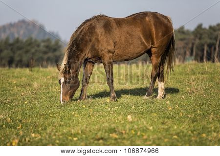 Heavy Draft Horse Eating It's Grass